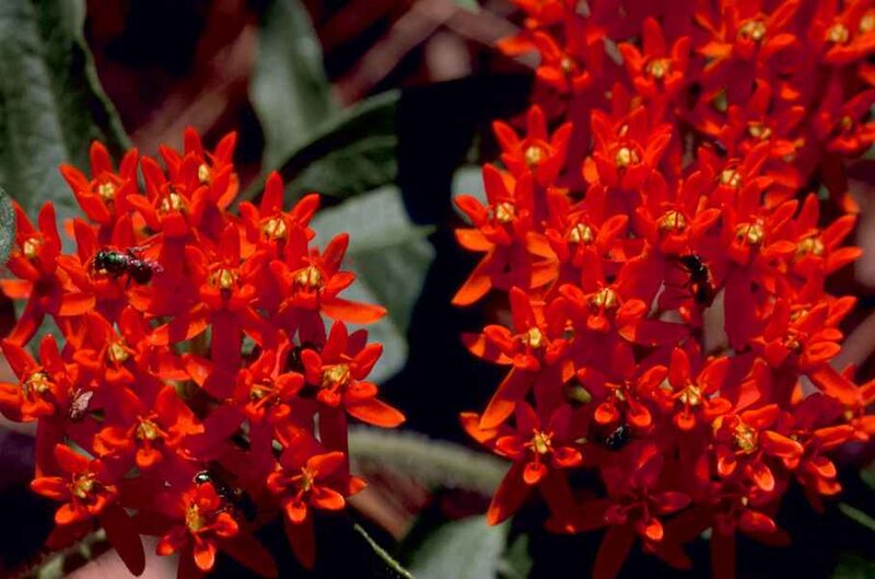 Red Milkweed Flowers