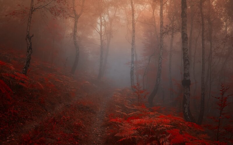 Red misty forest path
