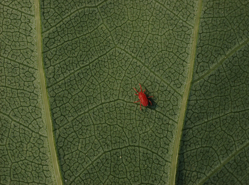 red mite on green leaf
