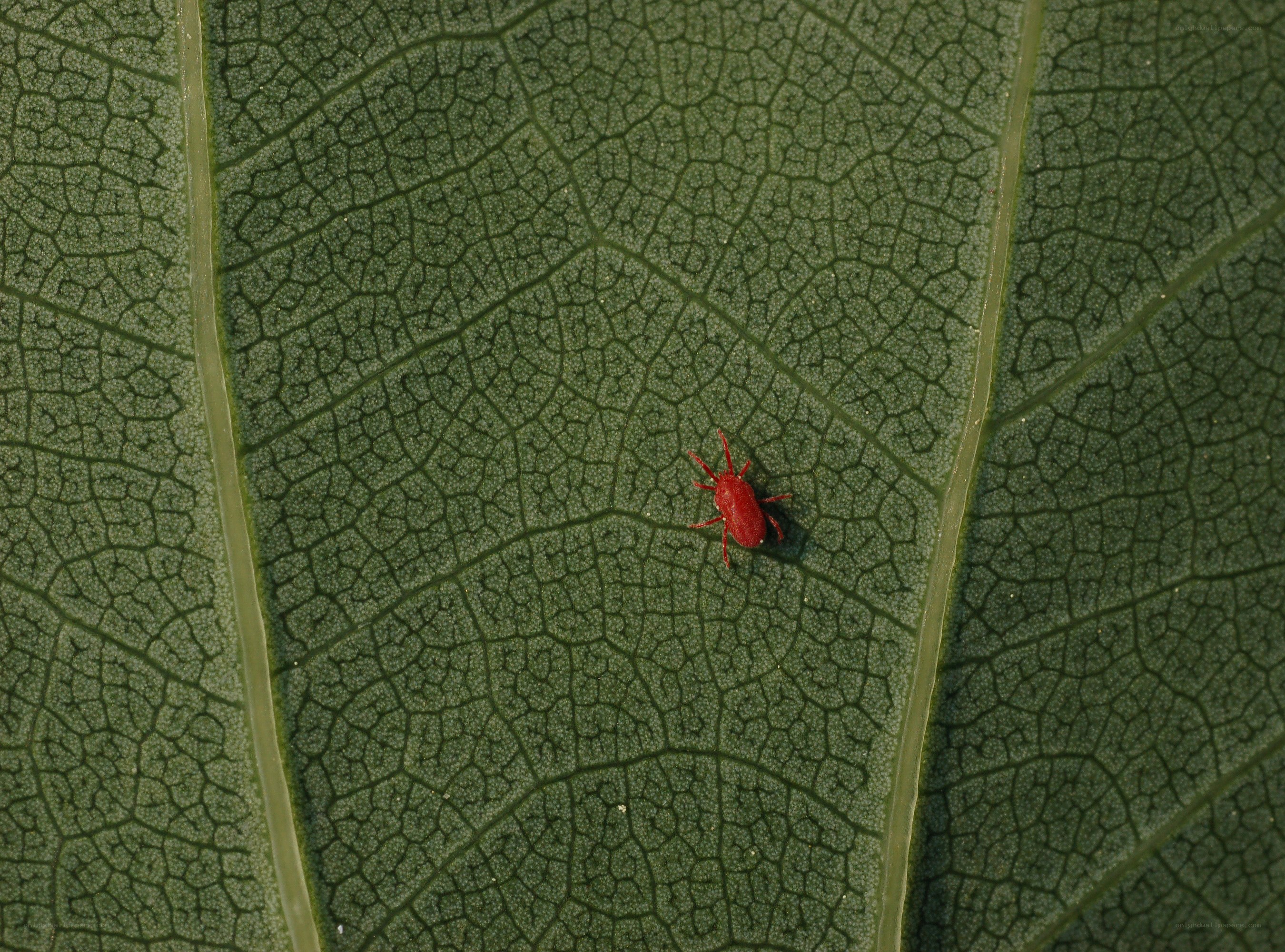 red mite on green leaf