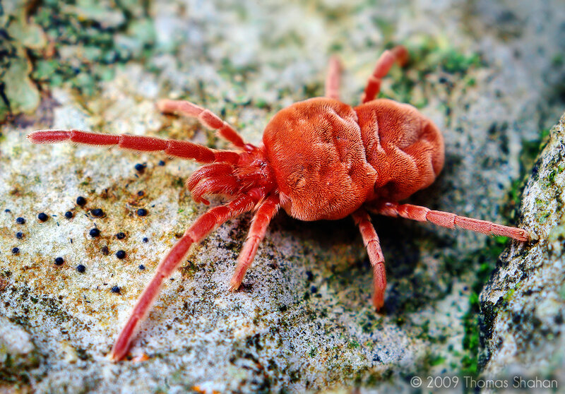 Red Mite on Rock