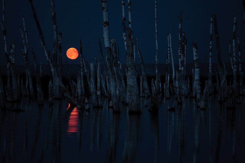 Red moon over dead trees