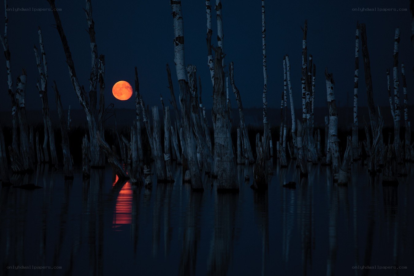 Red moon over dead trees