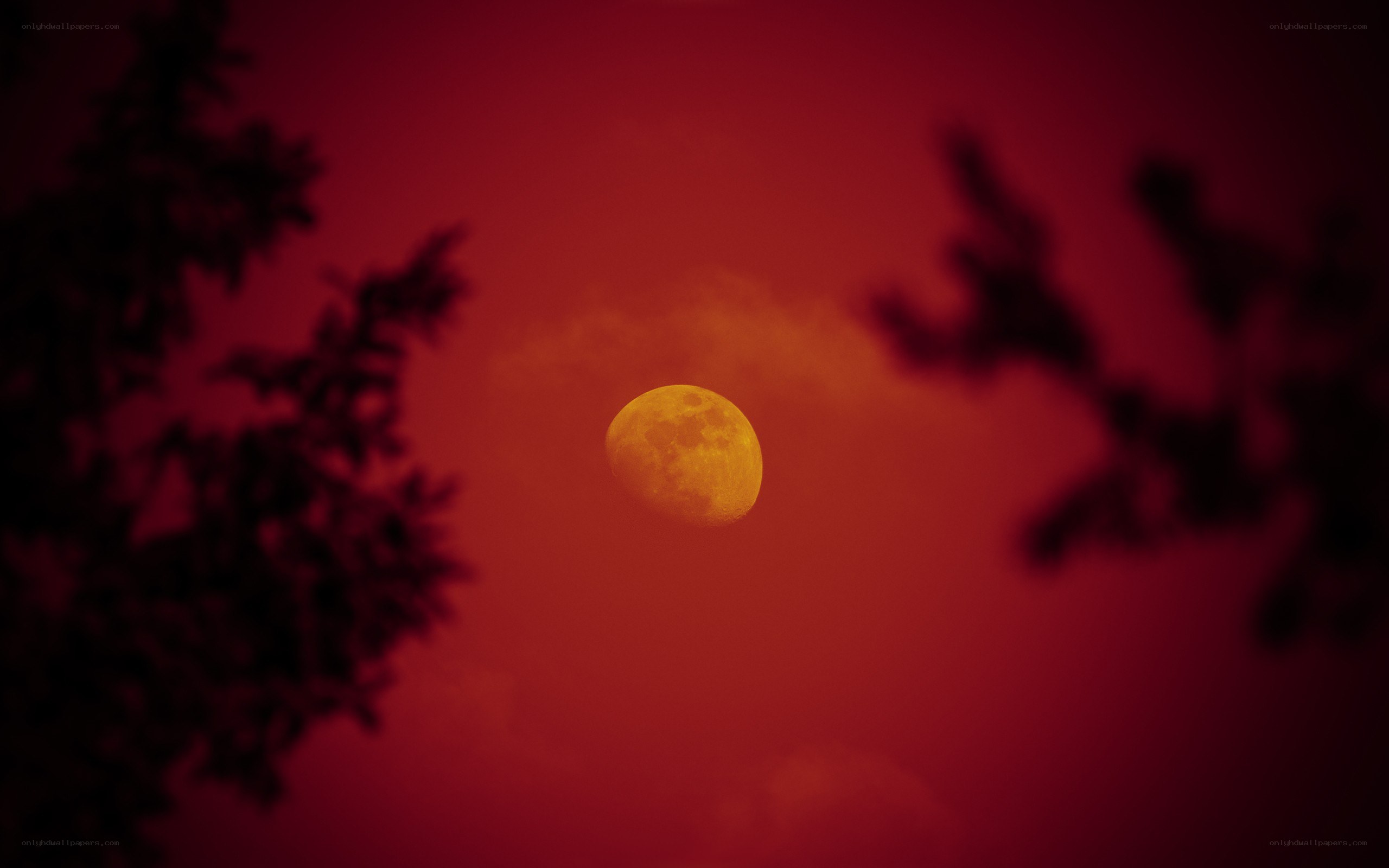 Red Moon Over Trees