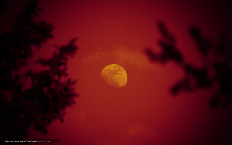 Red Moon Over Trees