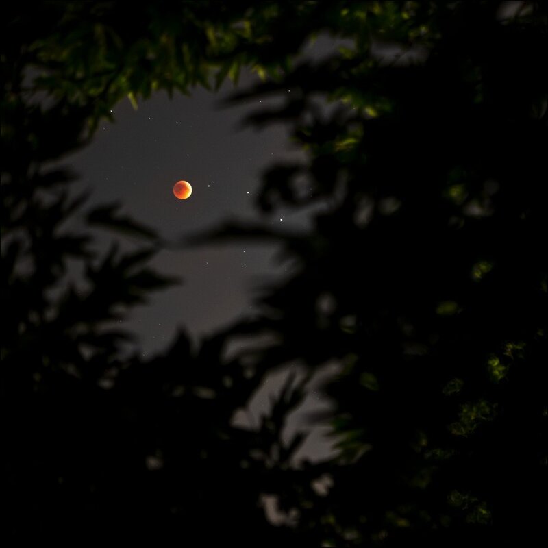 Red moon through tree branches