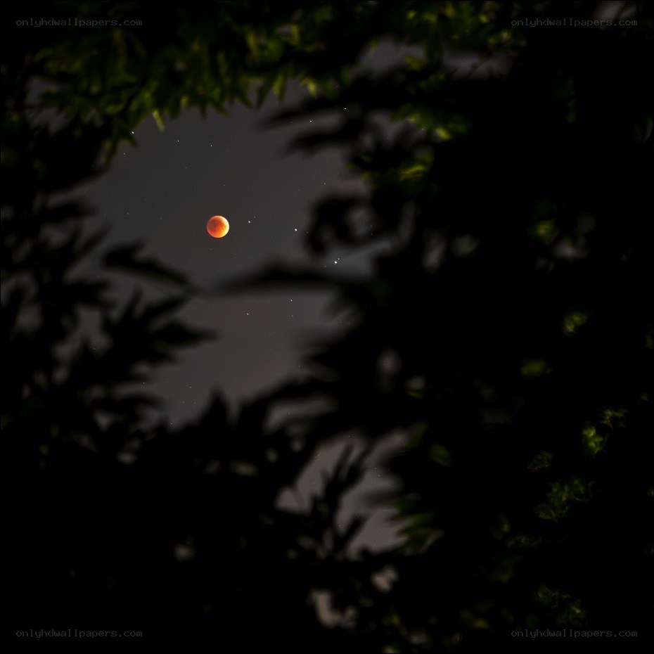 Red moon through tree branches