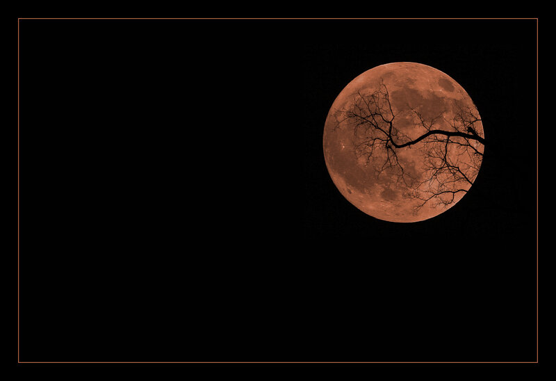 Red Moon with Tree Branch