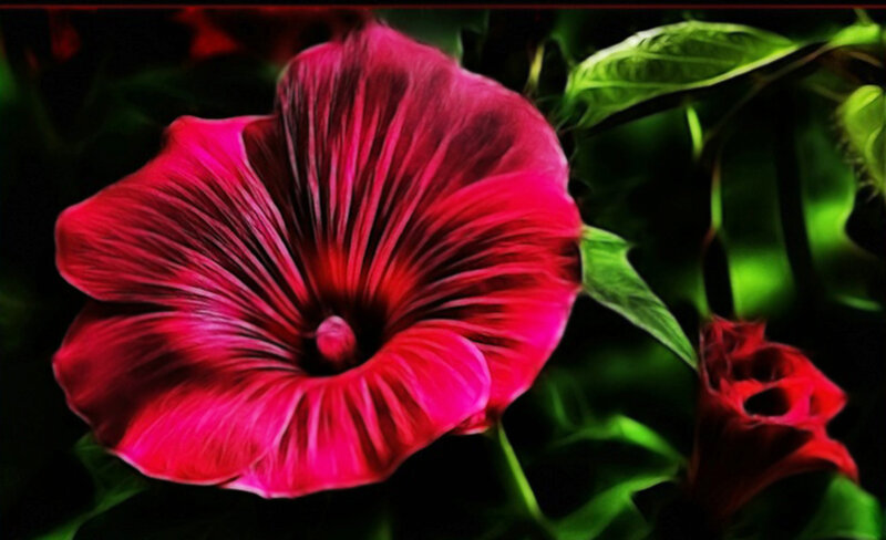 Red Morning Glory Flower — Dramatic