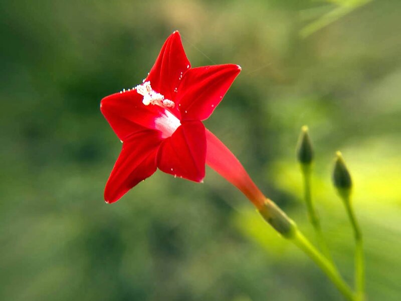 Red morning glory flower