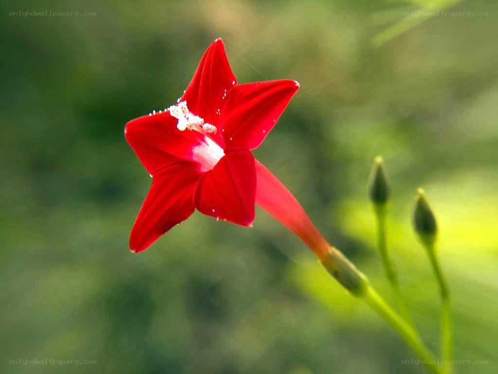 Red morning glory flower