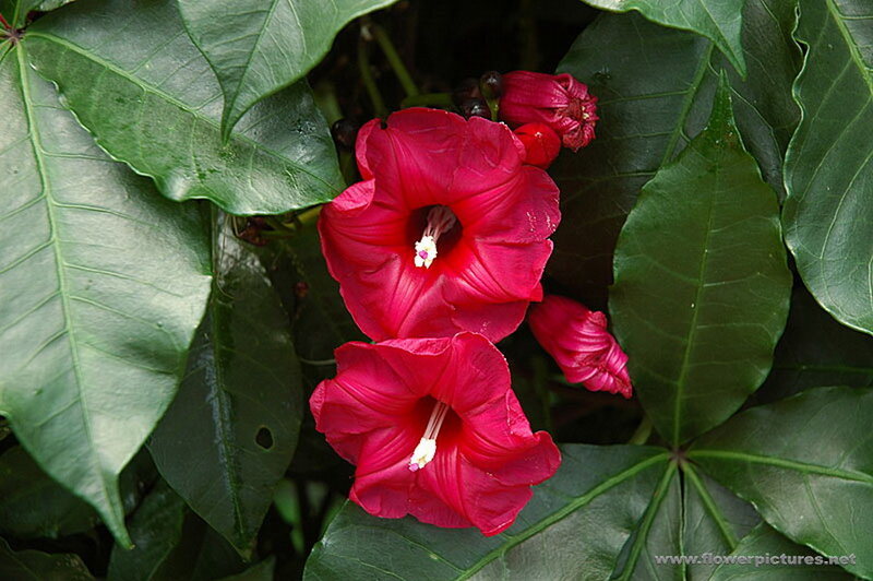 Red Morning Glory Flowers