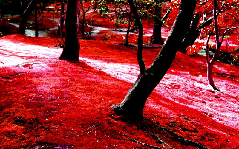 Red Moss Forest