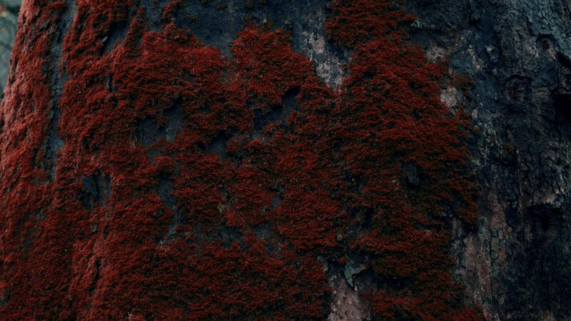 Red Moss on Tree Bark