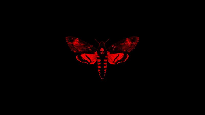 Red Moth on Black