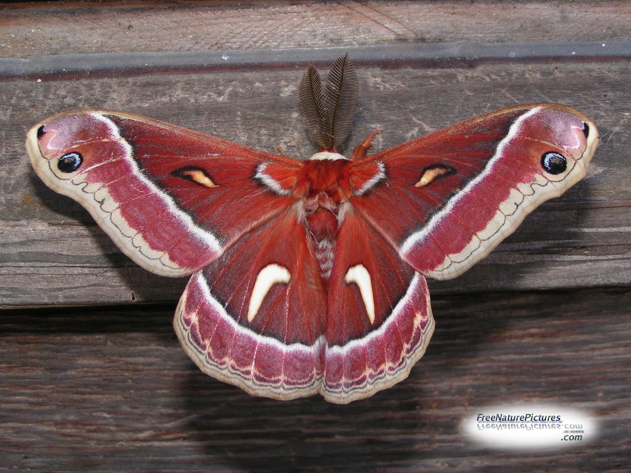 red moth on wood