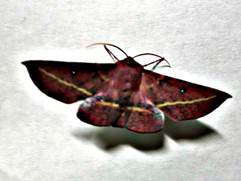 Red Moth with Yellow Stripes