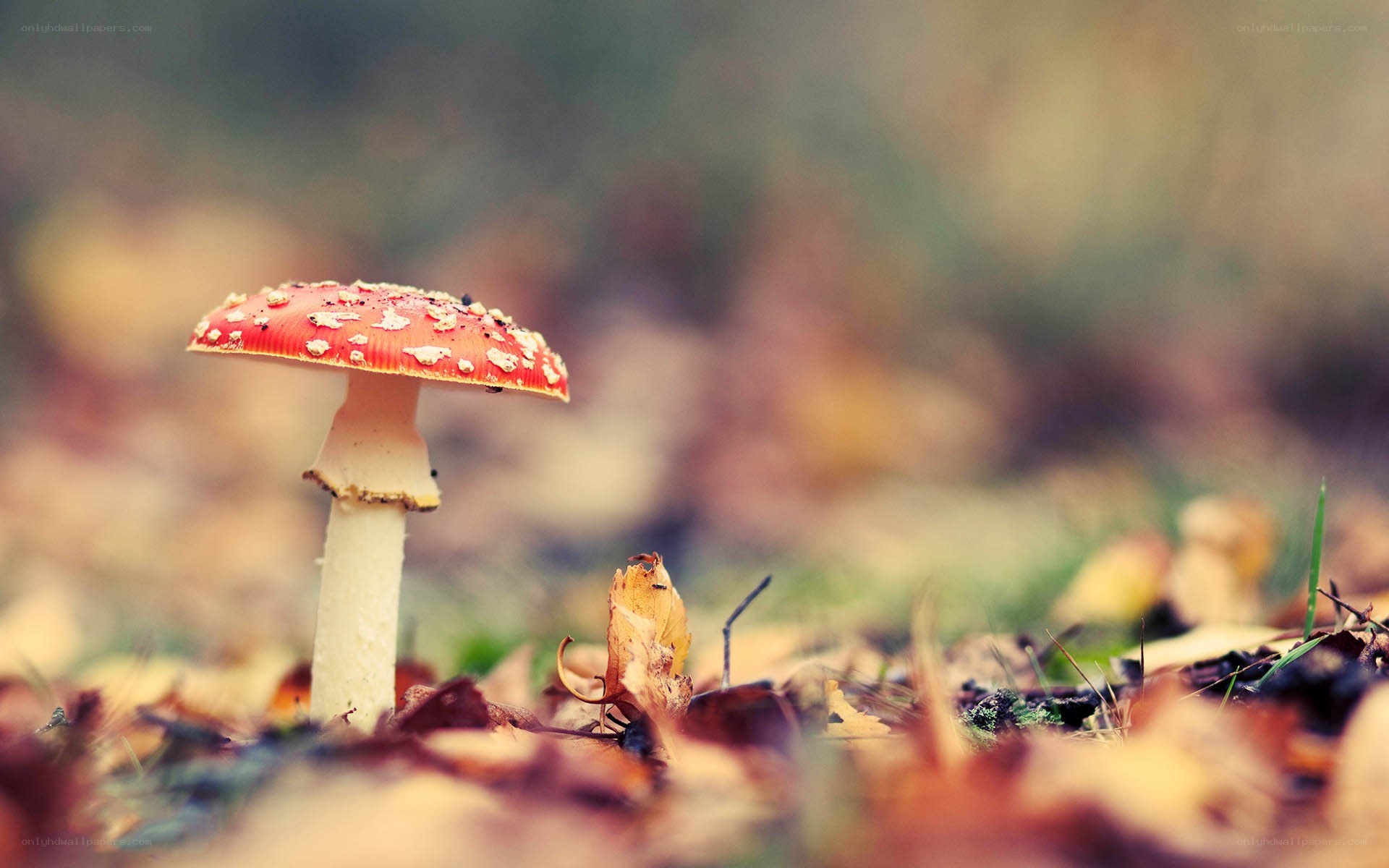 Red mushroom in autumn forest