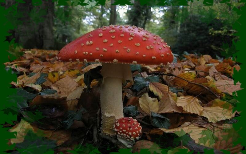 Red mushroom in autumn forest