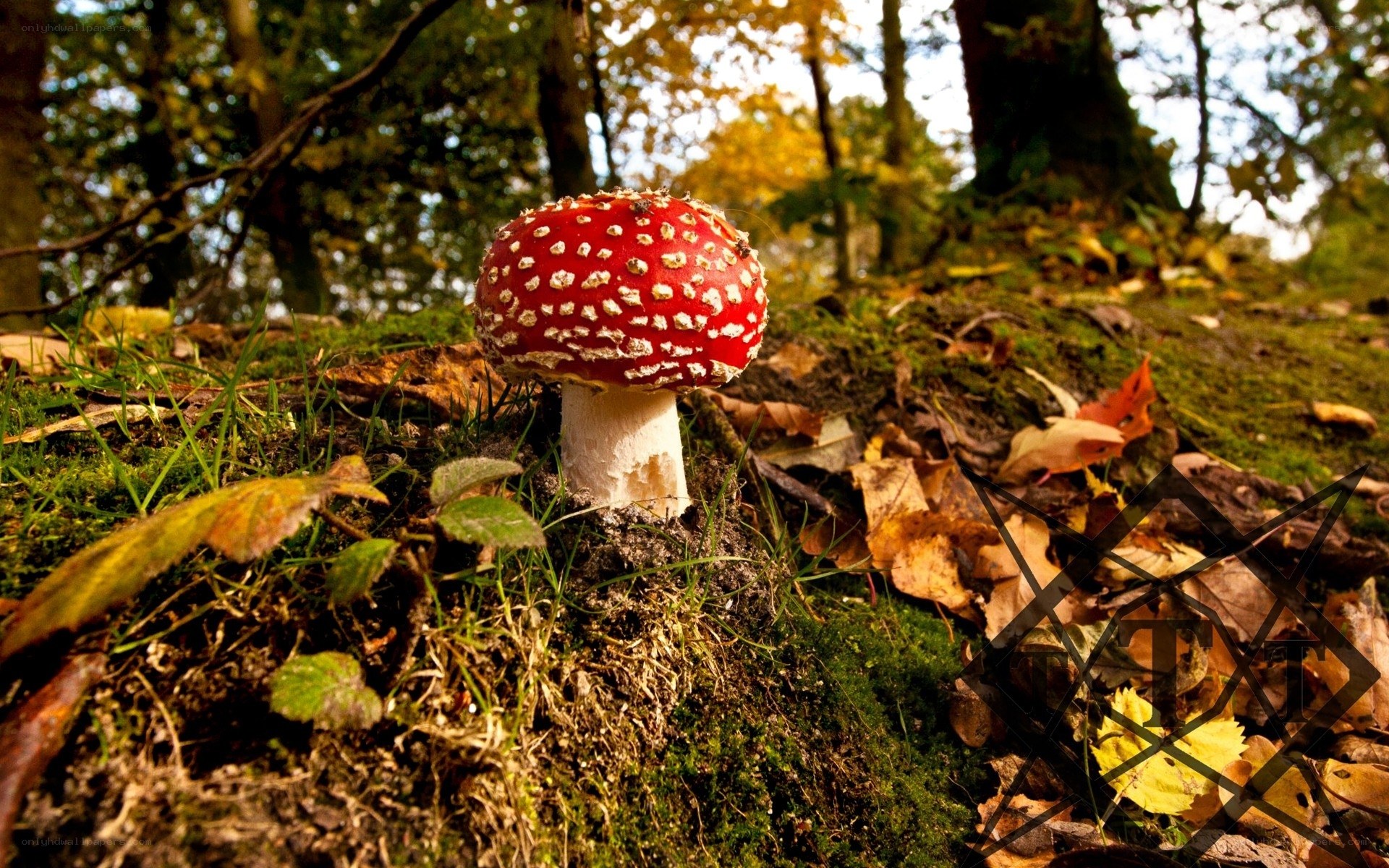 Red mushroom in autumn forest