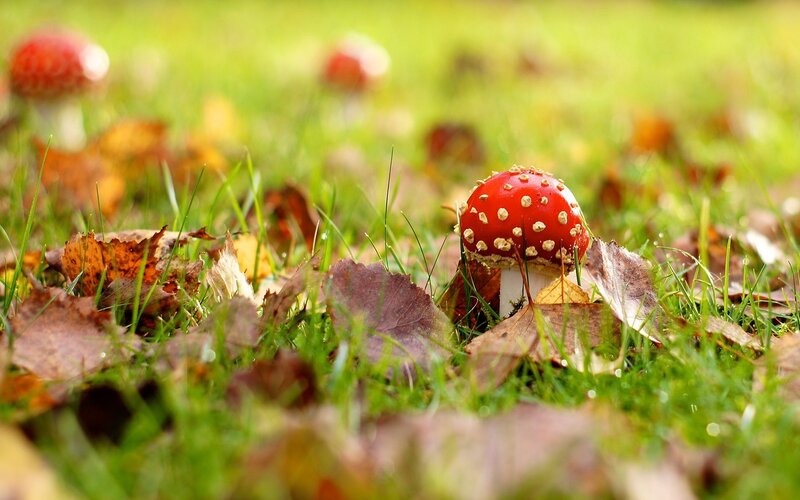 Red mushroom in autumn grass