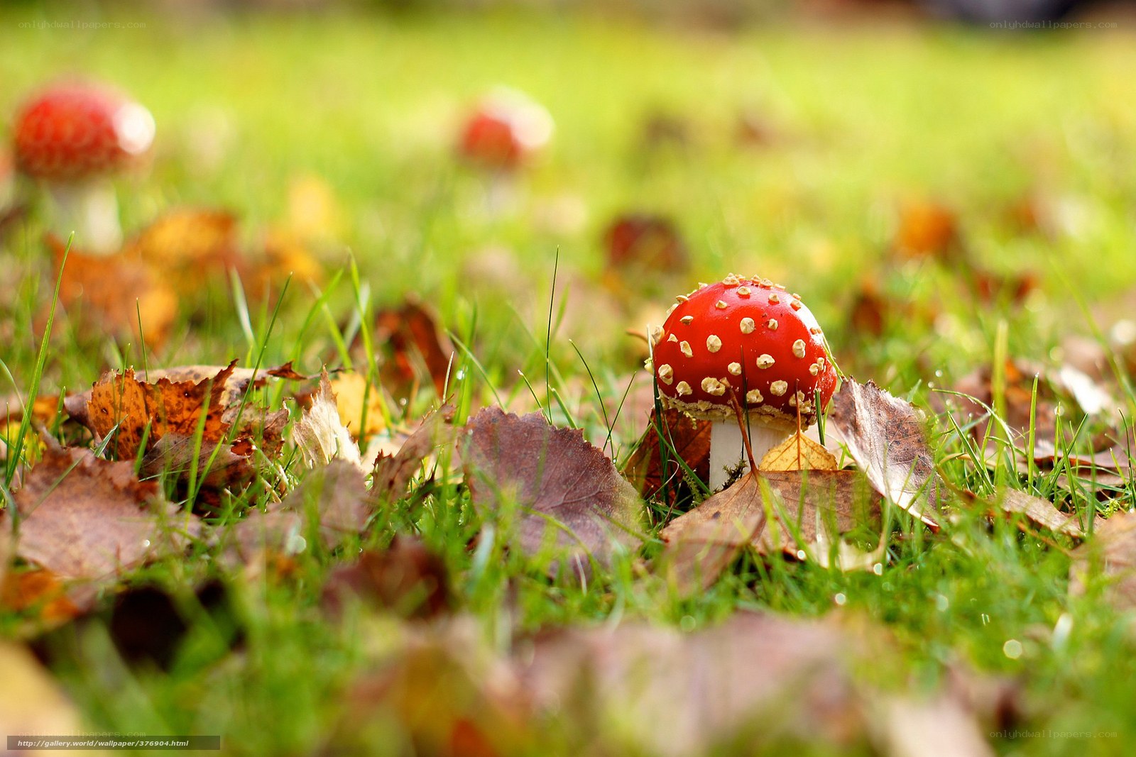 Red mushroom in autumn grass