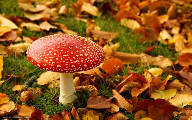 Red mushroom in autumn leaves