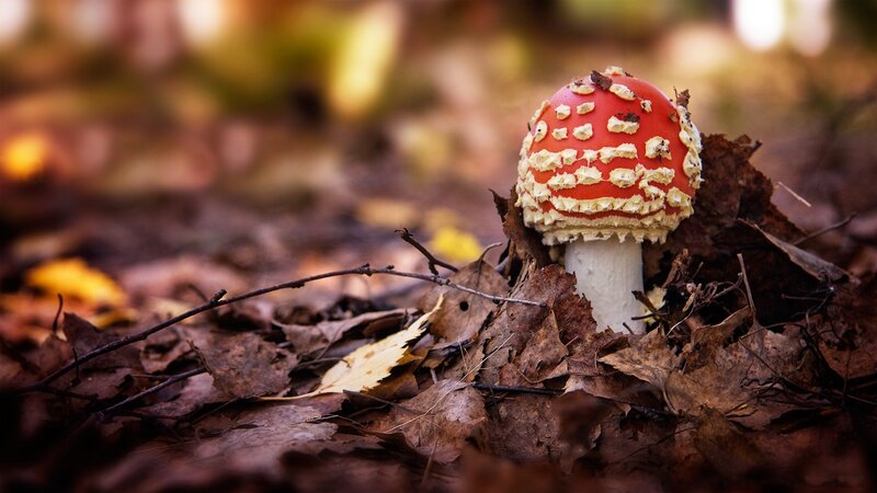 Red mushroom in autumn leaves