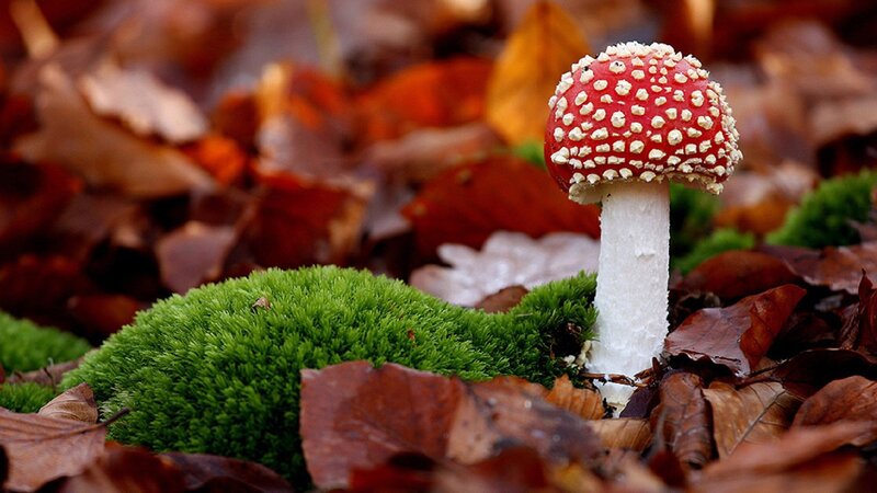 Red mushroom in autumn leaves