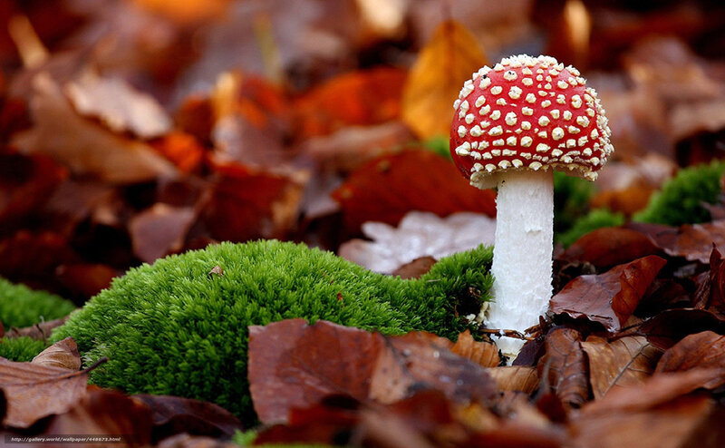Red mushroom in autumn leaves