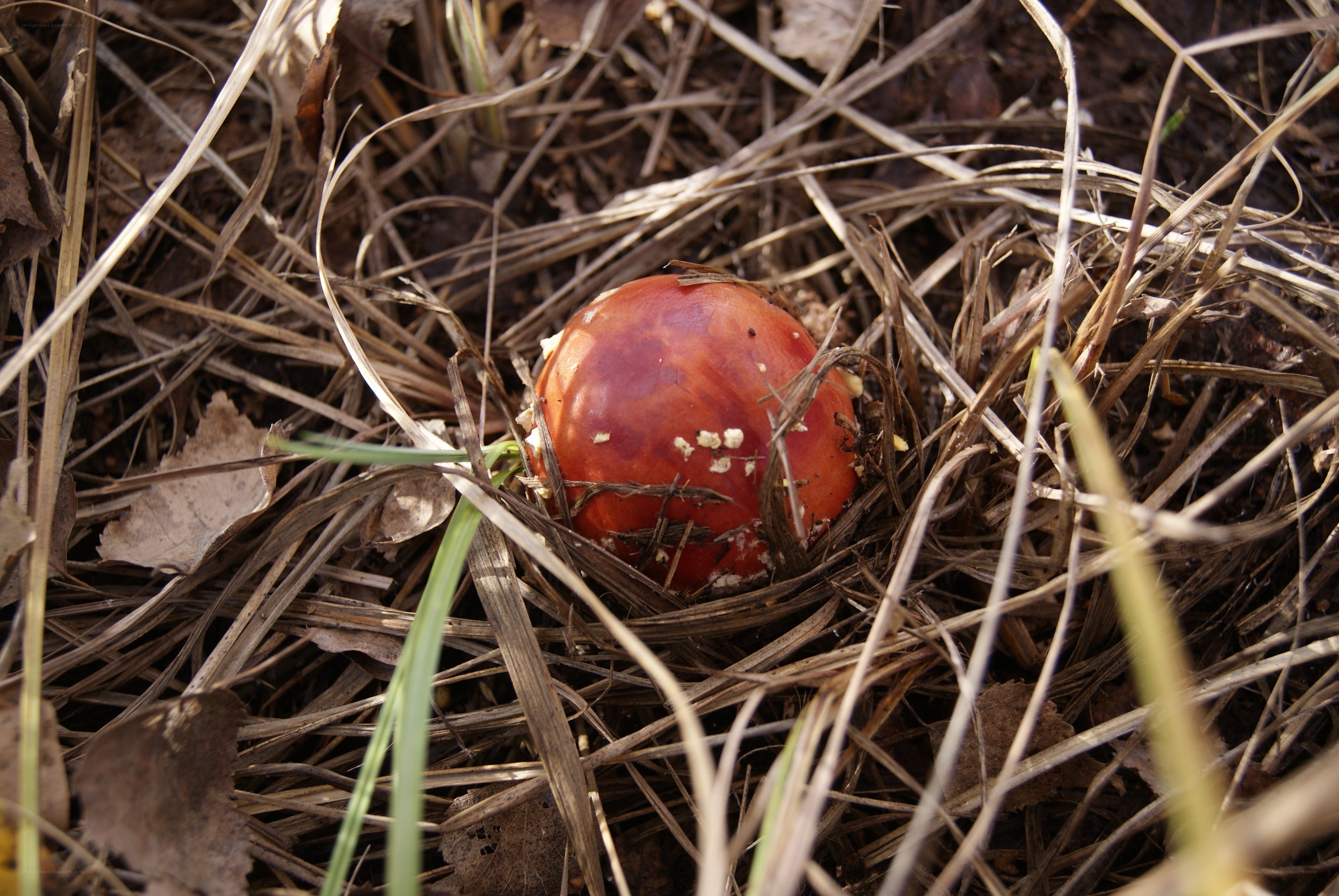 Red mushroom in dry grass