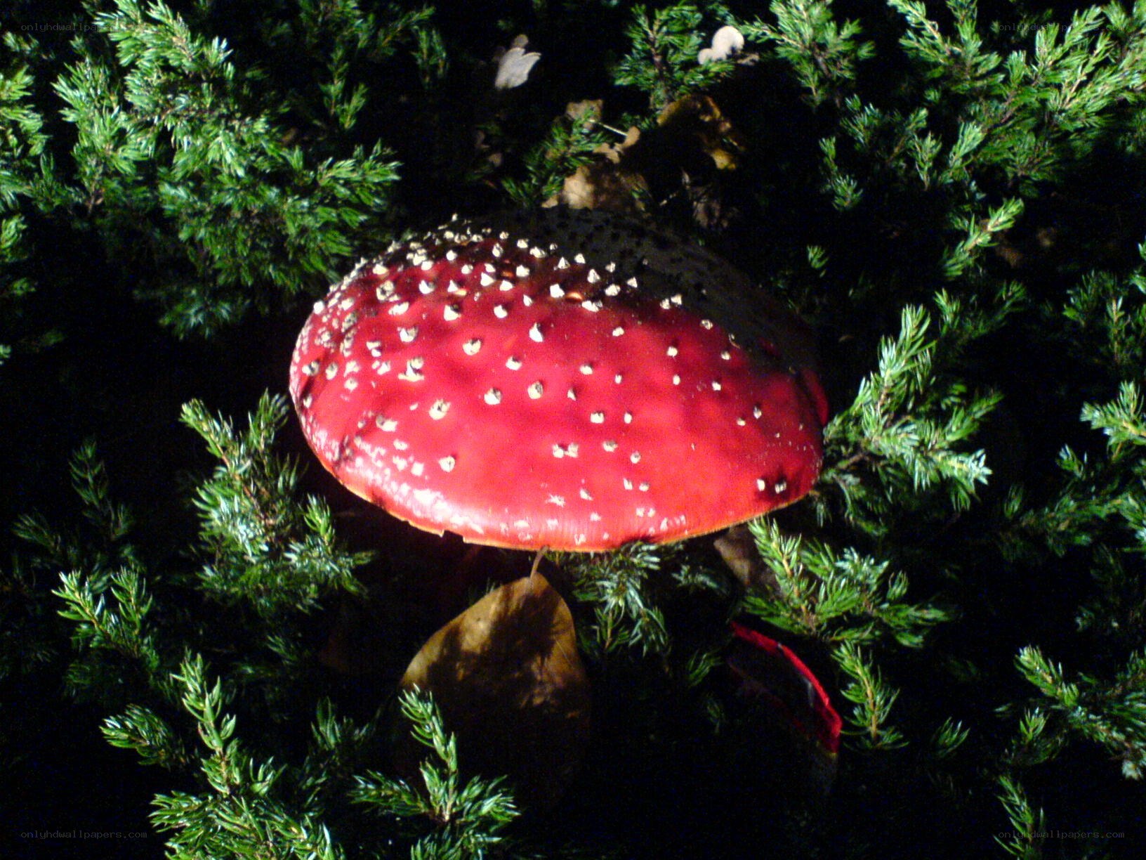 Red mushroom in evergreen shrub