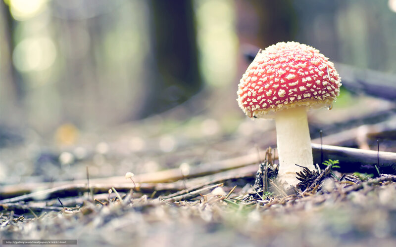 Red mushroom in forest