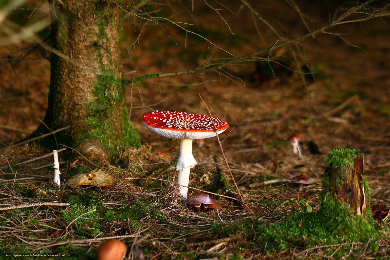 Red mushroom in forest