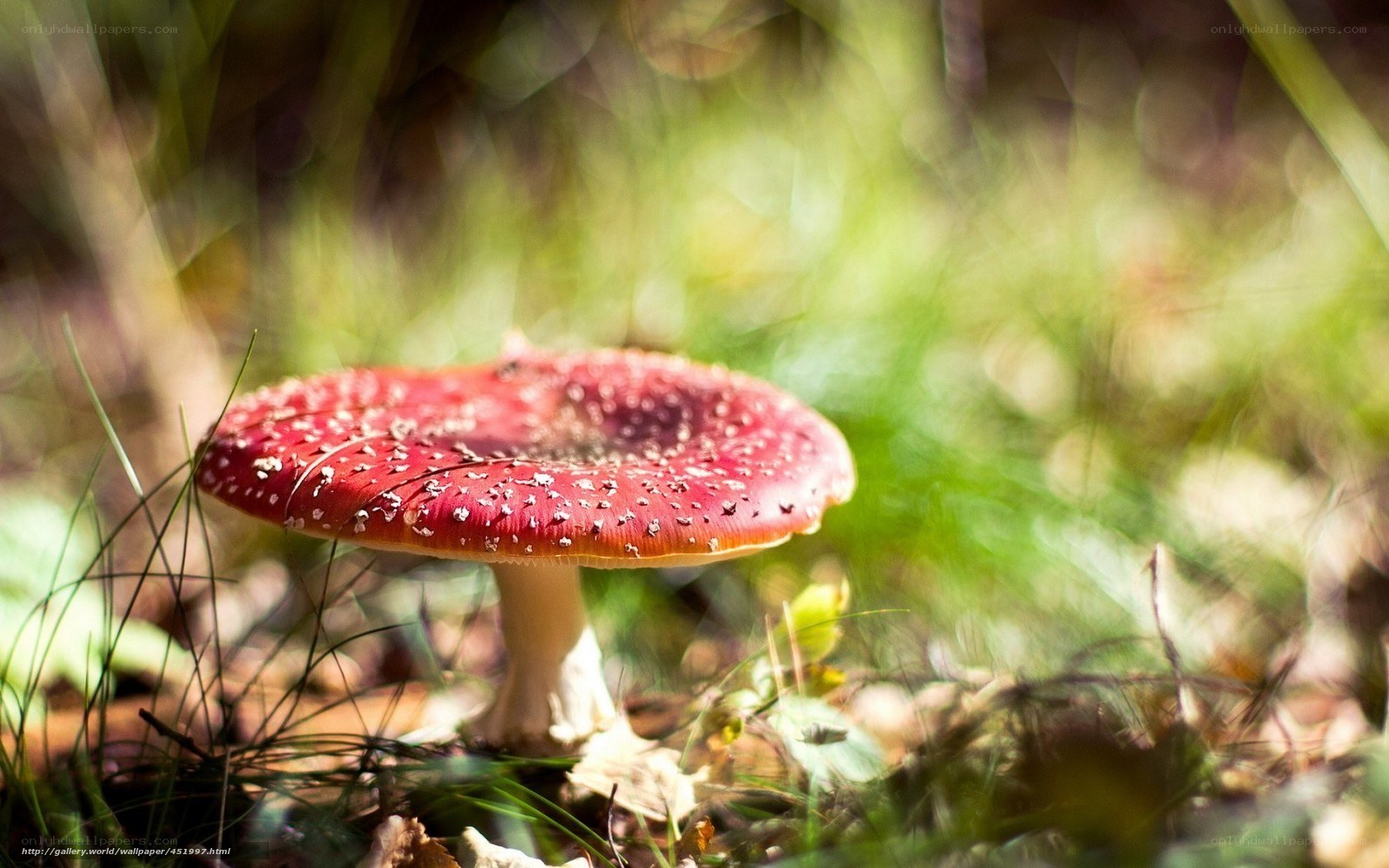 Red mushroom in forest