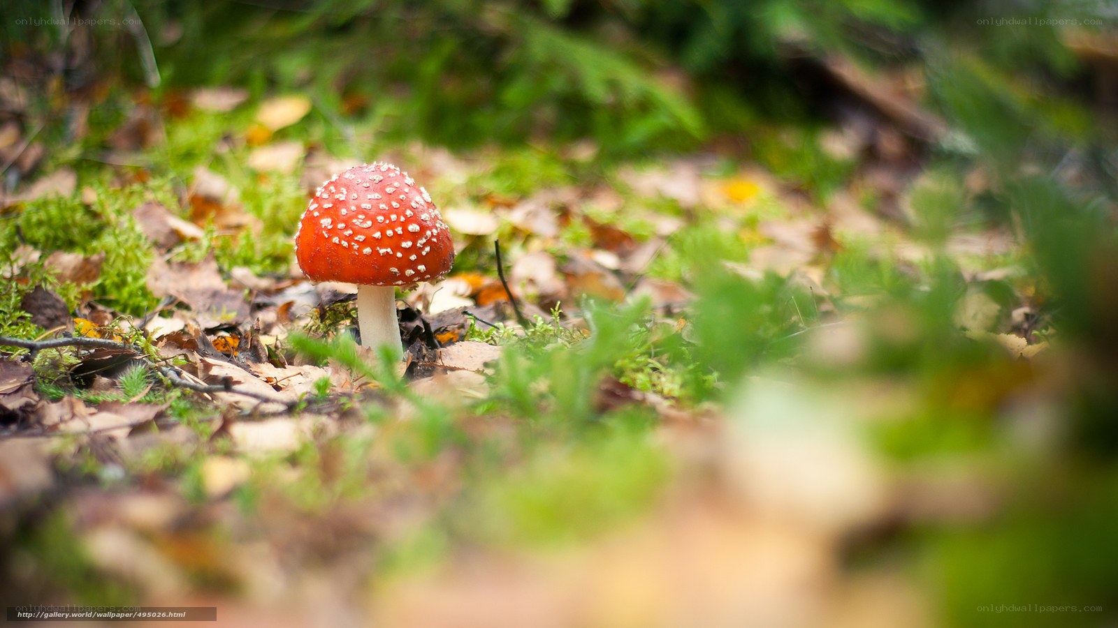Red mushroom in forest