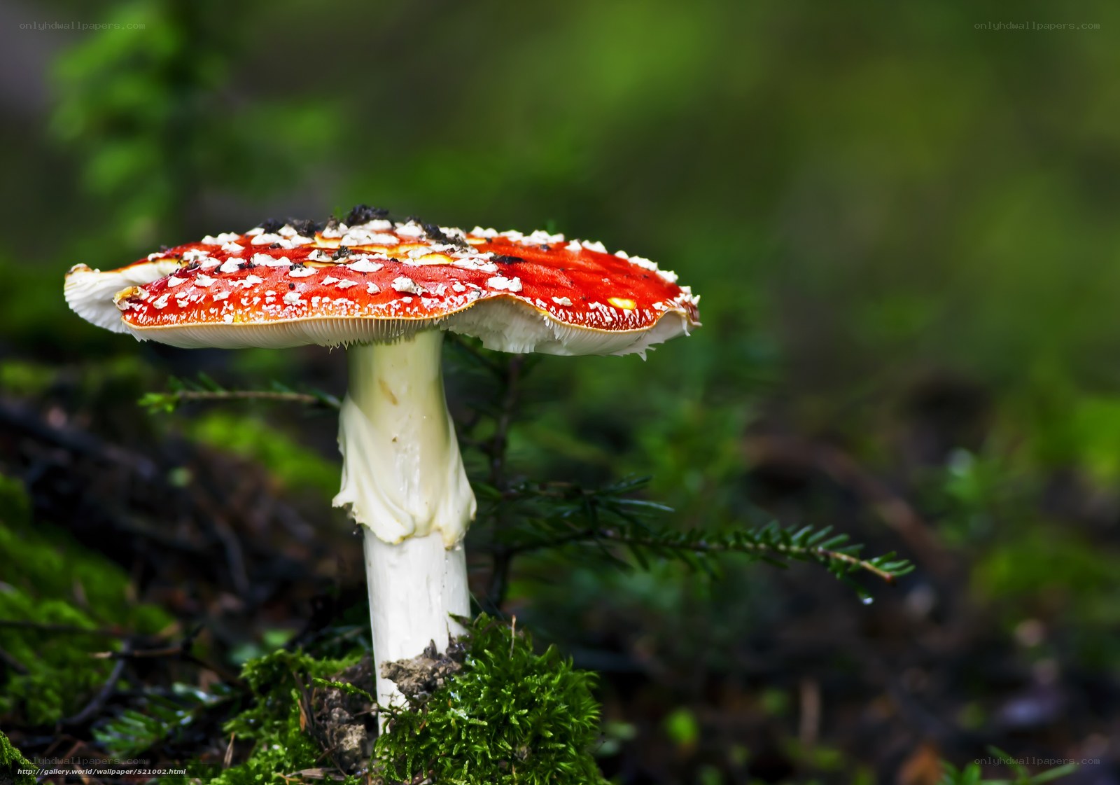 Red mushroom in forest