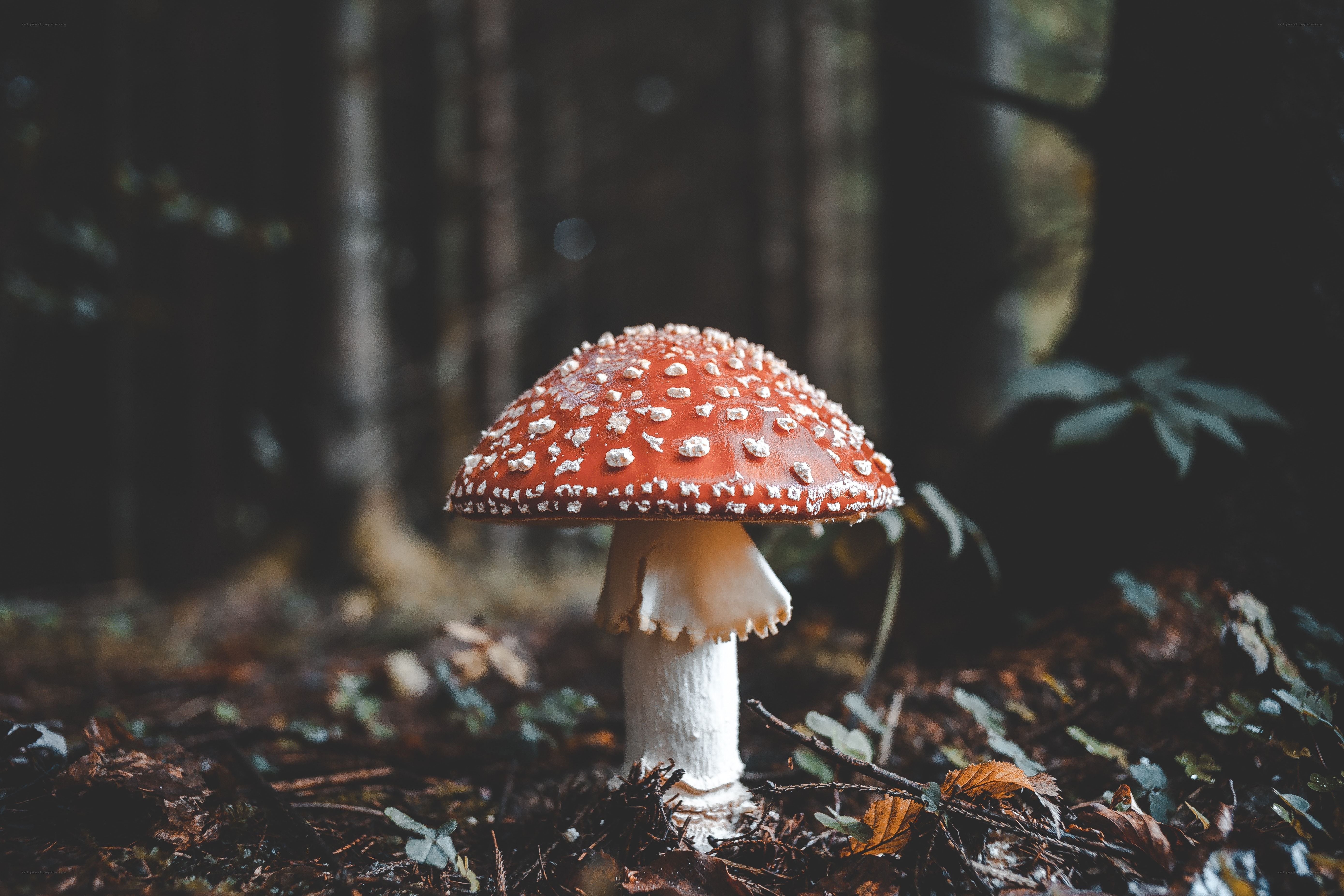 Red mushroom in forest