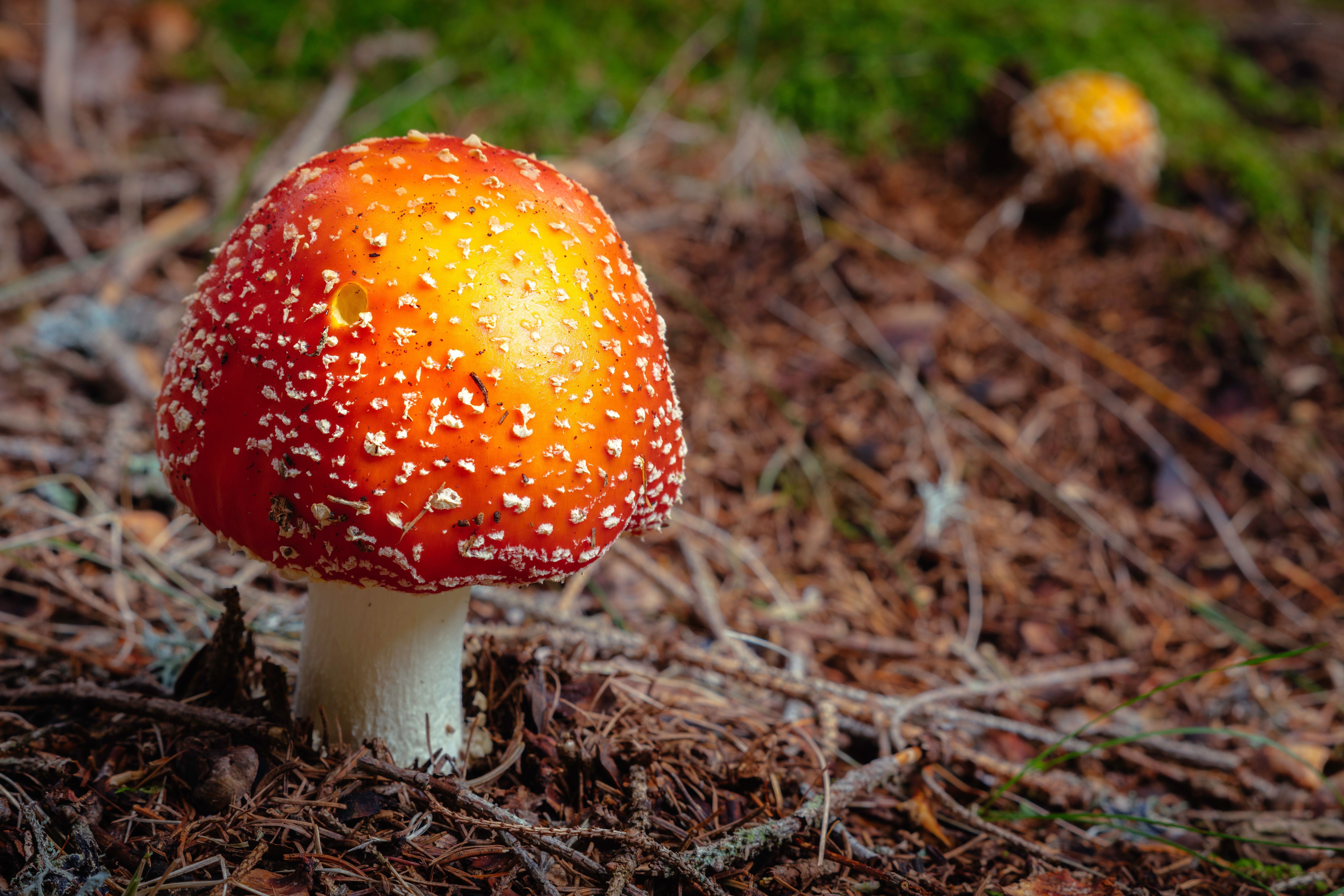 Red mushroom in forest