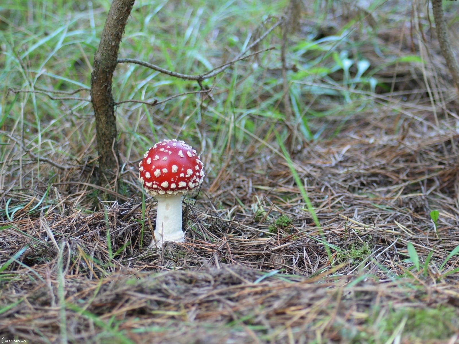 Red mushroom in forest