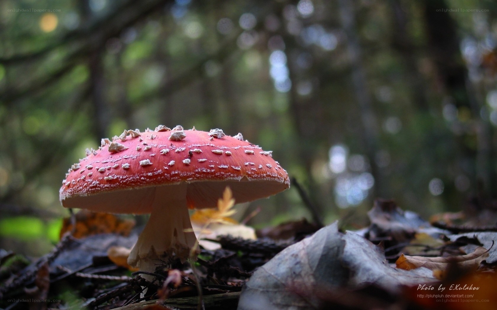 Red mushroom in forest
