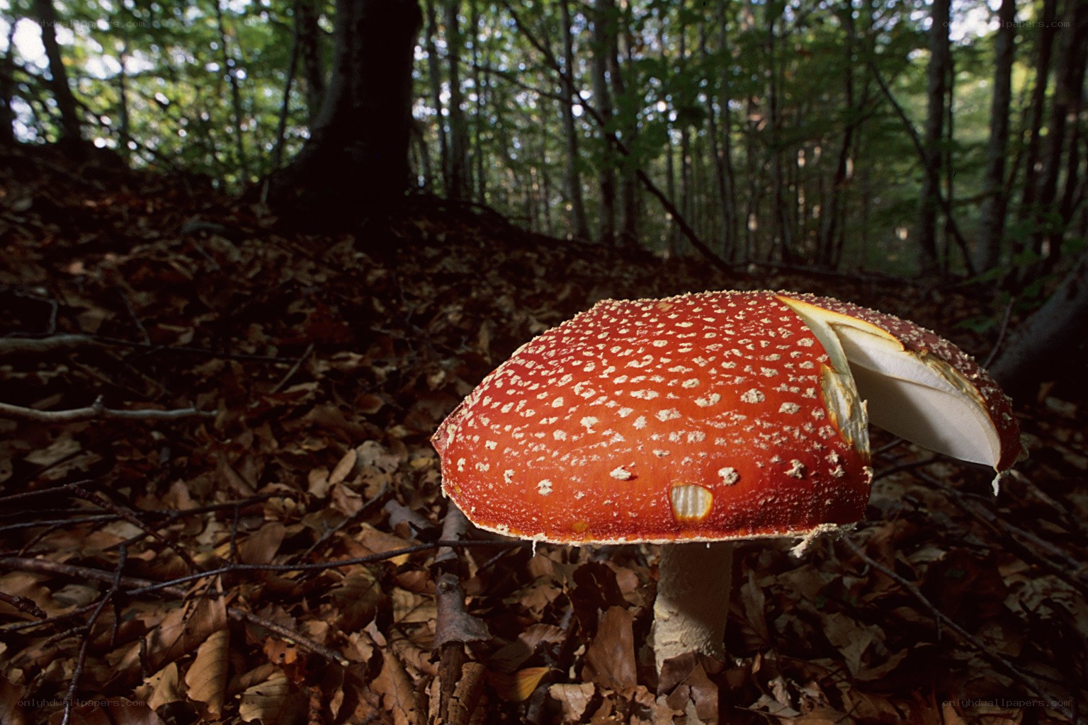 Red mushroom in forest