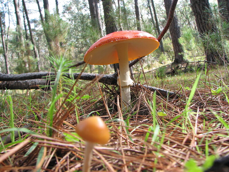 Red mushroom in forest