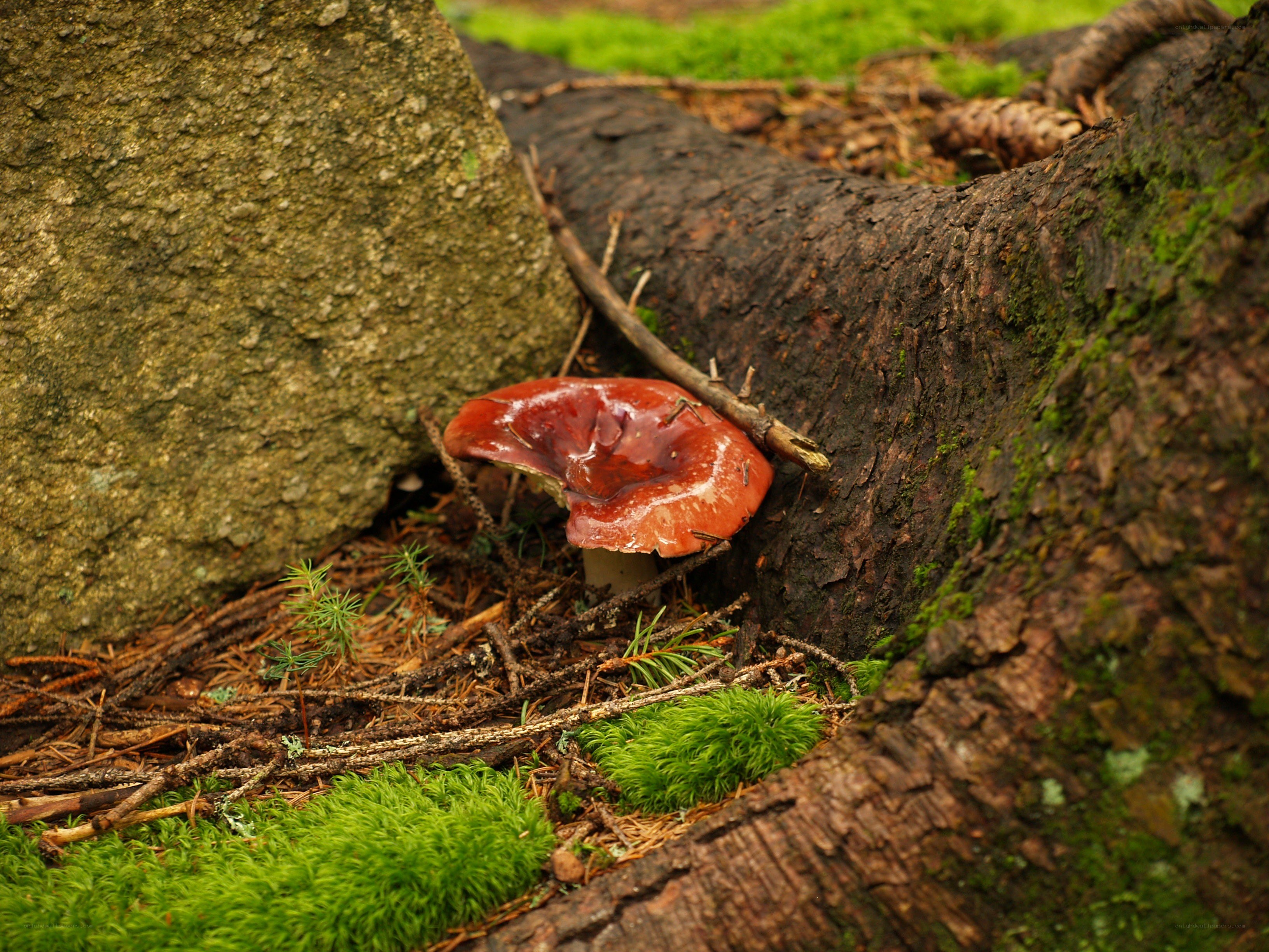 Red mushroom in forest