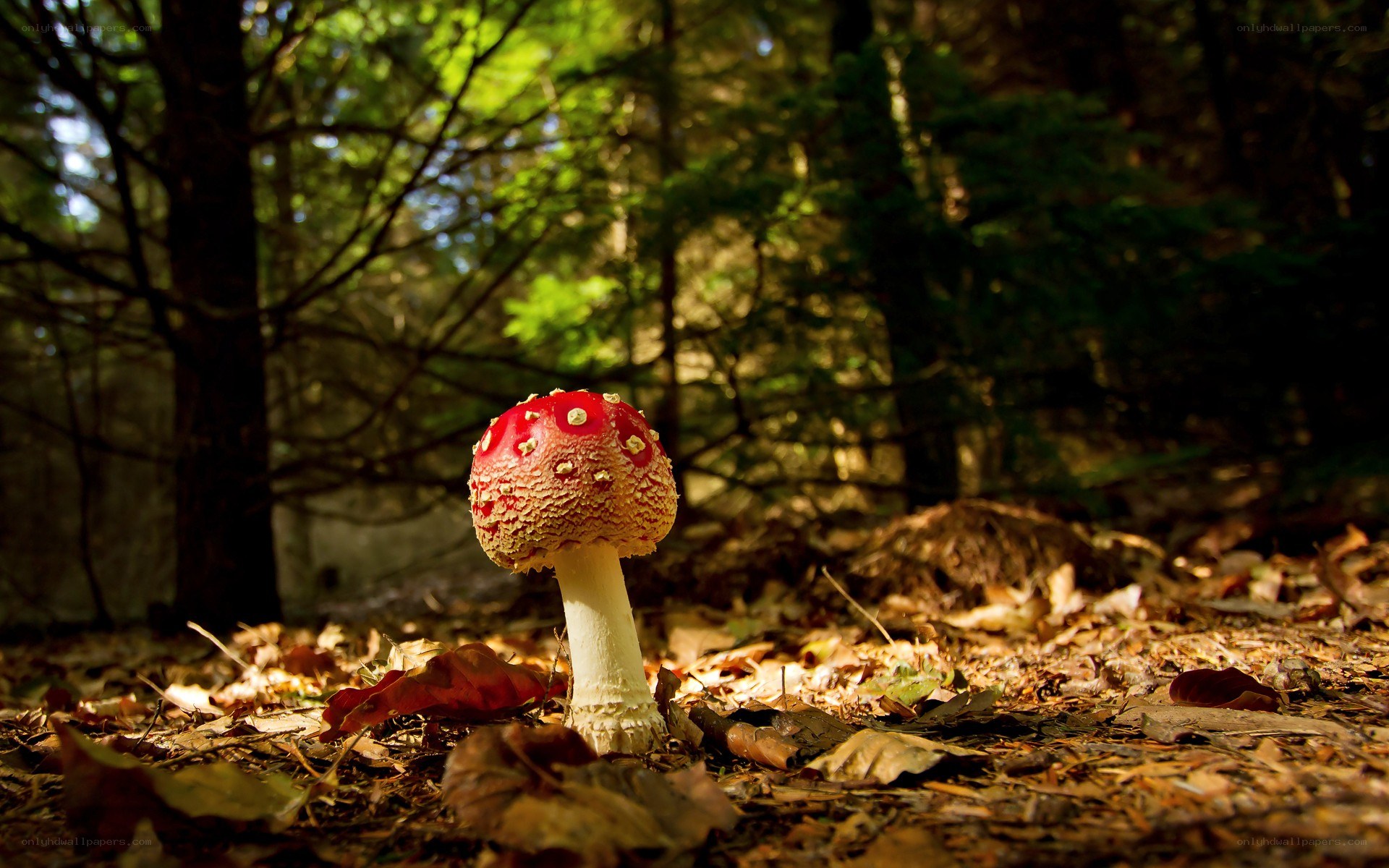 Red mushroom in forest