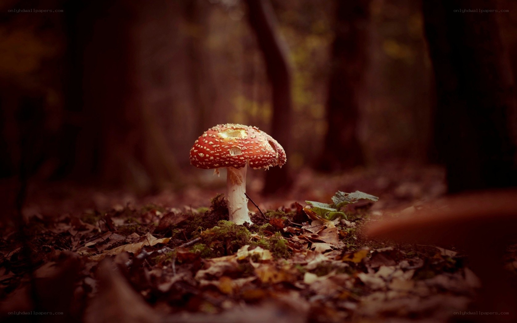 Red mushroom in forest