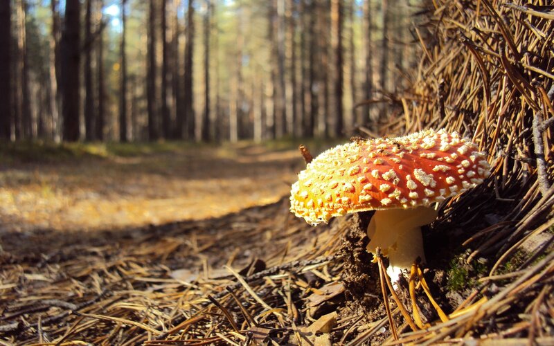 Red mushroom in forest