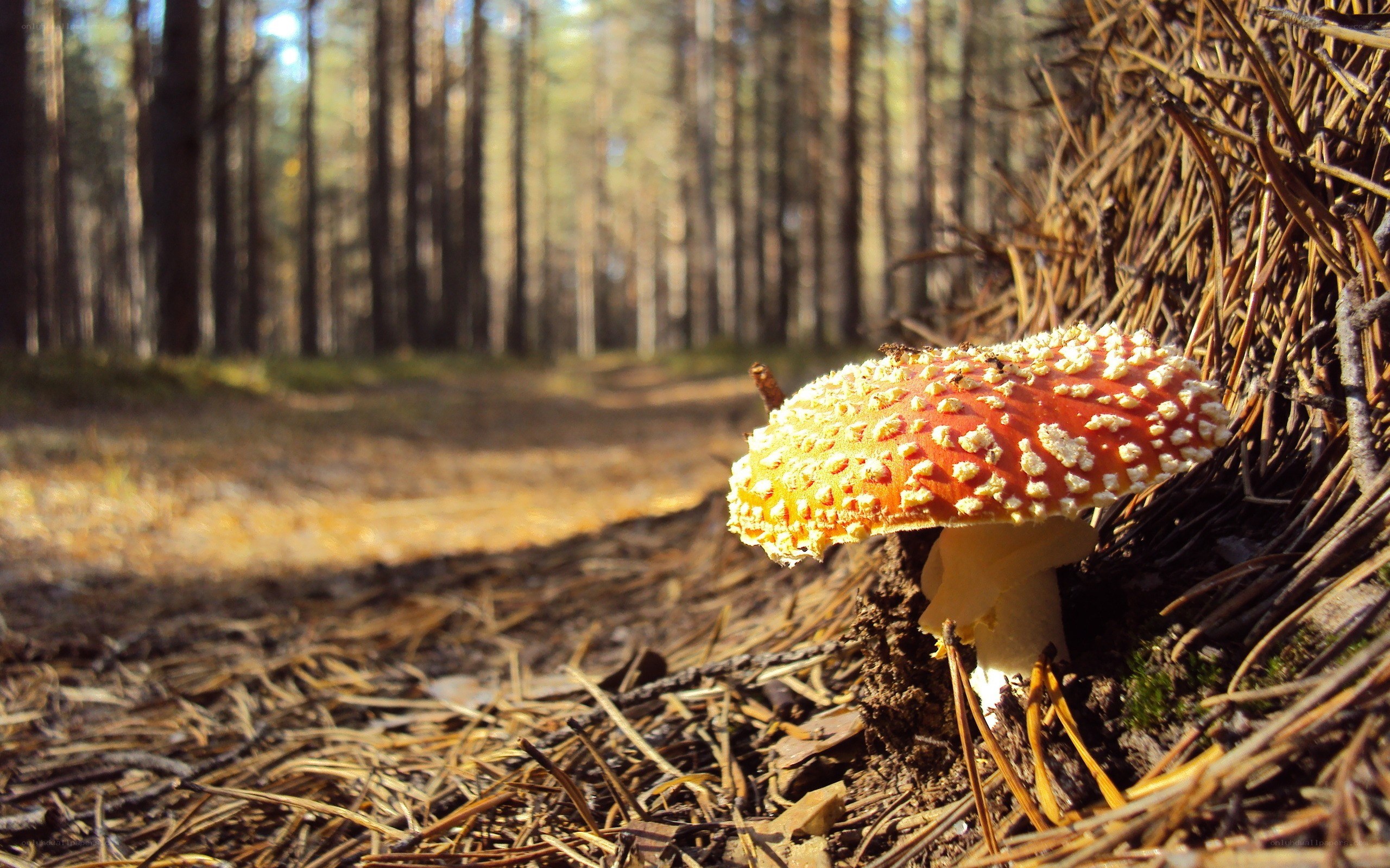 Red mushroom in forest