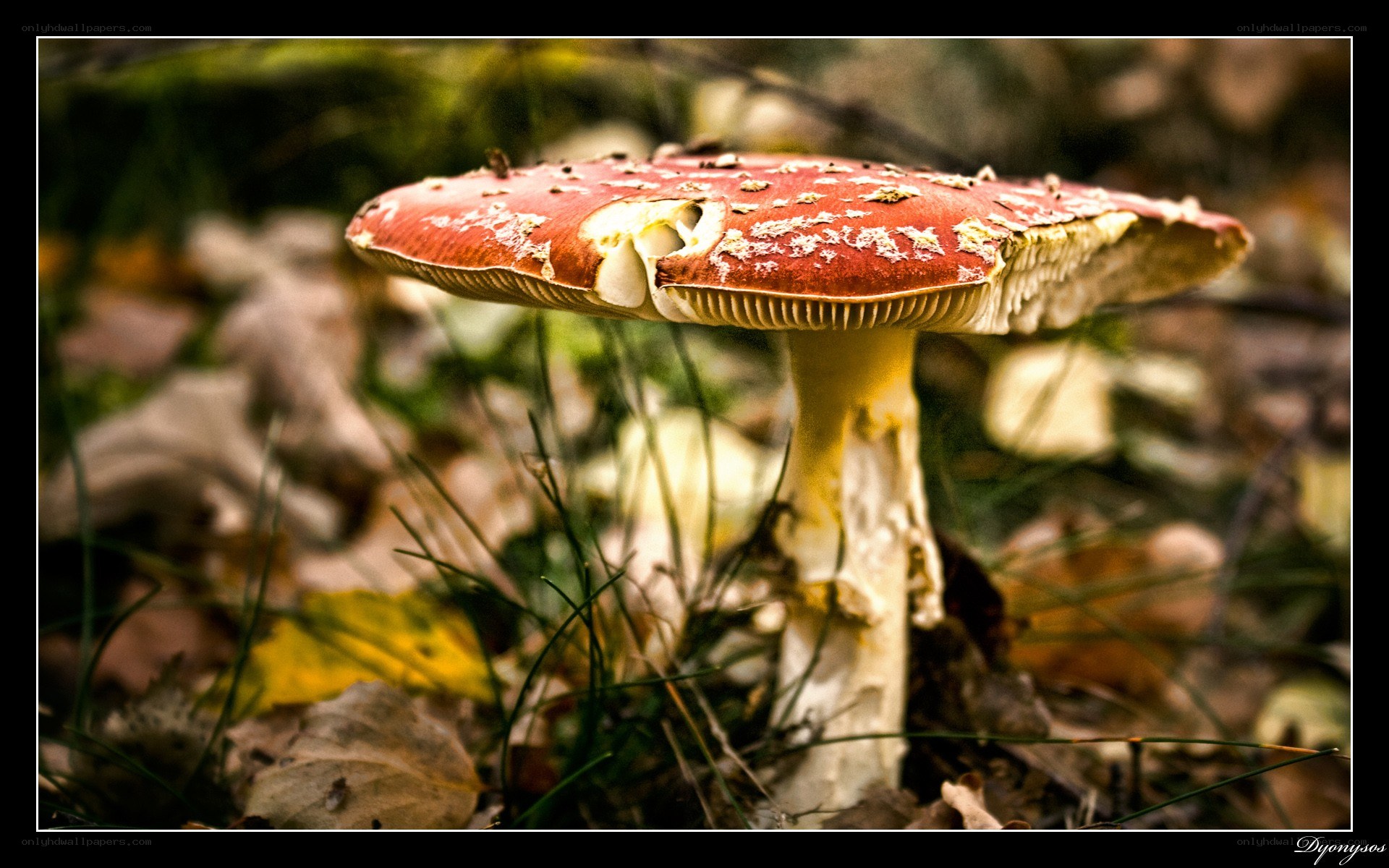 Red mushroom in forest