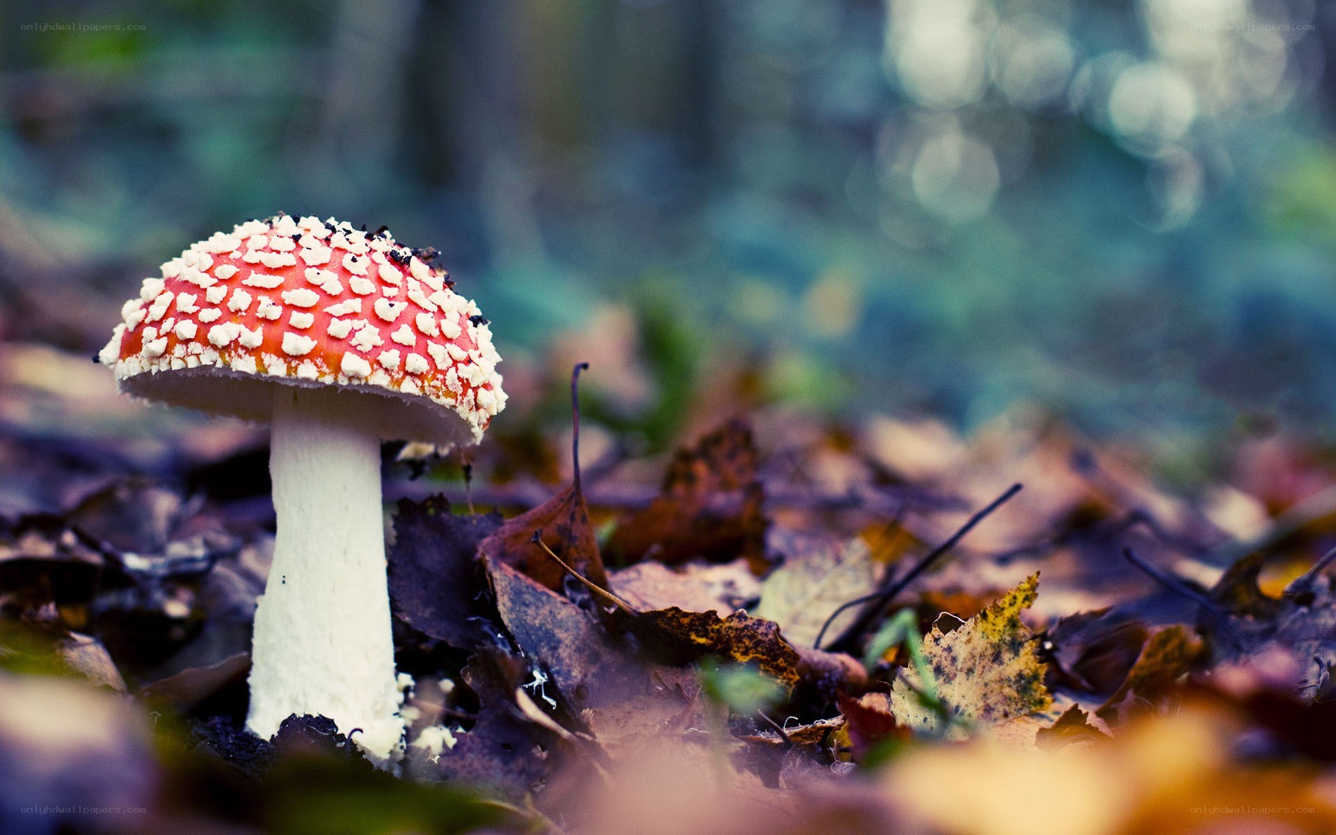 Red mushroom in forest